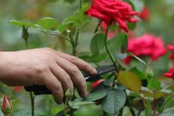 玫瑰花什么时候扦插，3-4月份、9-10月份都可以进行