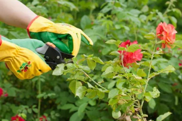 玫瑰花什么时候扦插，3-4月份、9-10月份都可以进行