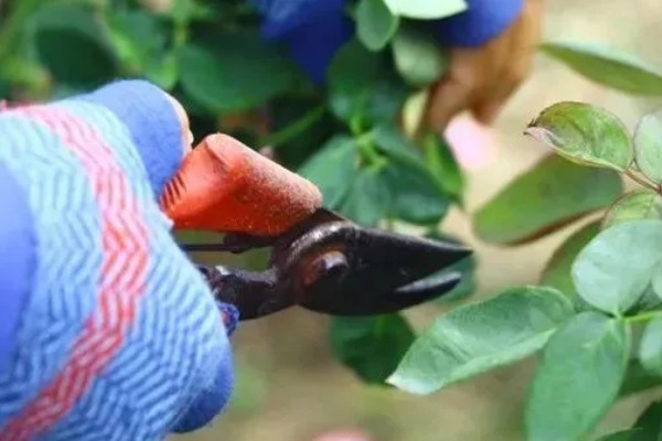 玫瑰花什么时候扦插，3-4月份、9-10月份都可以进行