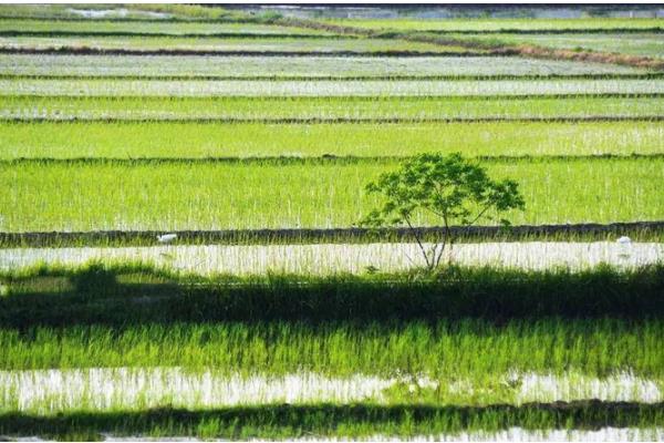 禾花鱼的养殖方法，投鱼苗前先往稻田里施加足够的基肥