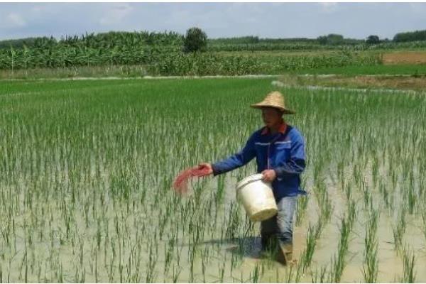 禾花鱼的养殖方法，投鱼苗前先往稻田里施加足够的基肥