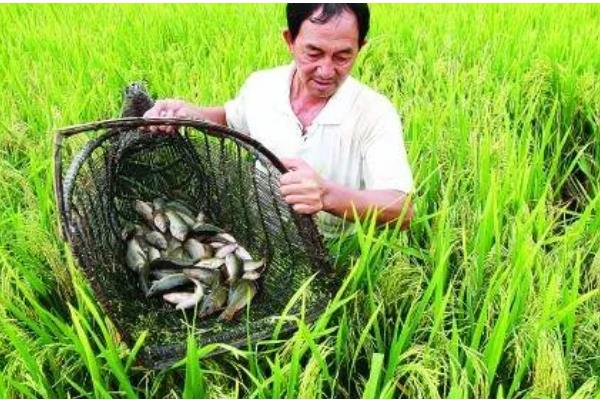 禾花鱼的养殖方法，投鱼苗前先往稻田里施加足够的基肥