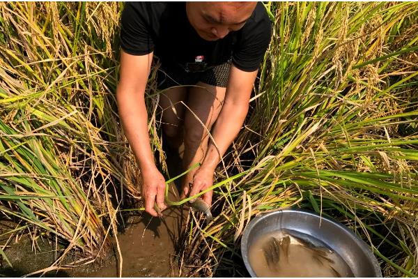 禾花鱼的养殖方法，投鱼苗前先往稻田里施加足够的基肥
