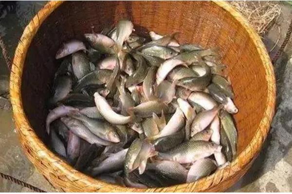 禾花鱼的养殖方法，投鱼苗前先往稻田里施加足够的基肥