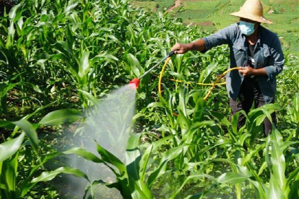 玉米除草剂过量怎么处理，可以叶面喷施尿素水