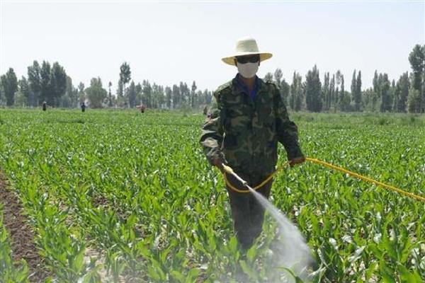 玉米除草剂过量怎么处理，可以叶面喷施尿素水