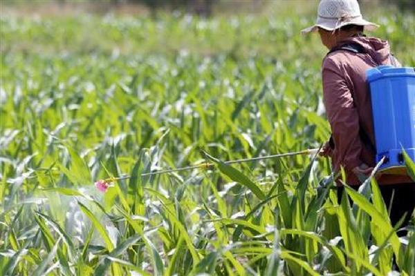 玉米除草剂过量怎么处理，可以叶面喷施尿素水