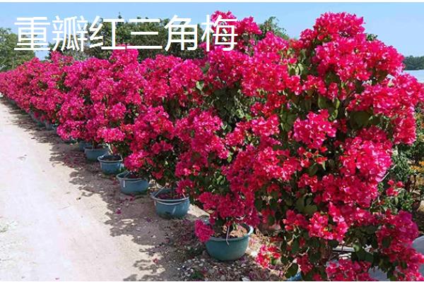 三角梅有什么名贵品种，以下6个品种价值较高