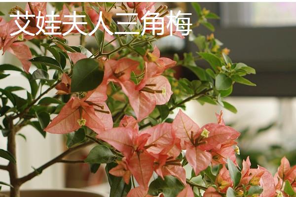 三角梅有什么名贵品种，以下6个品种价值较高