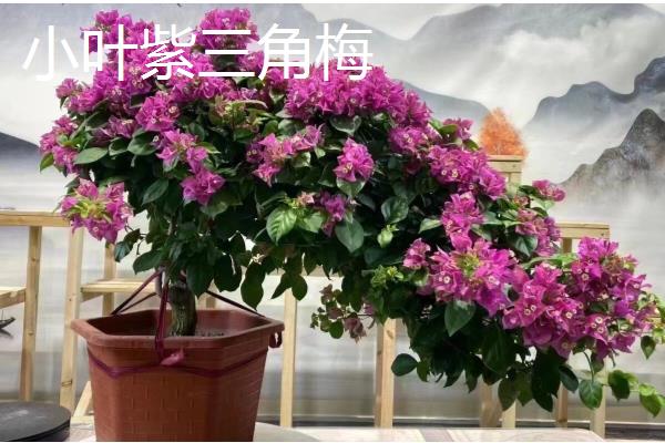 三角梅有什么名贵品种，以下6个品种价值较高