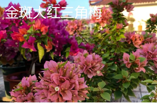 三角梅有什么名贵品种，以下6个品种价值较高