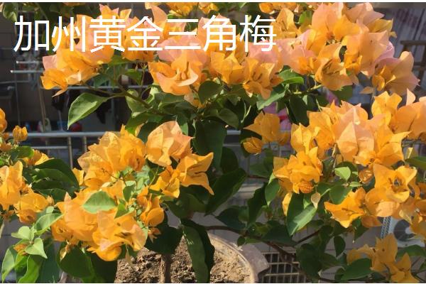 三角梅有什么名贵品种，以下6个品种价值较高