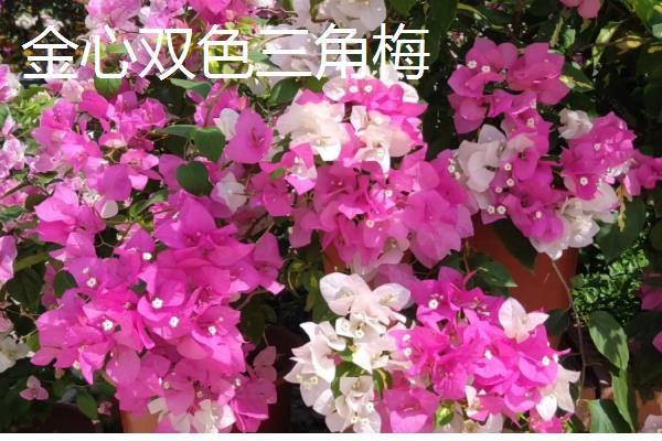 三角梅有什么名贵品种，以下6个品种价值较高