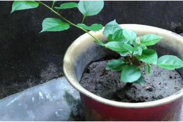 三角梅有什么名贵品种，以下6个品种价值较高