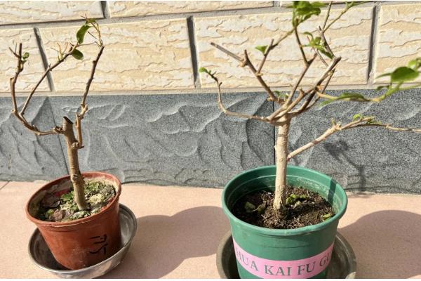 三角梅有什么名贵品种，以下6个品种价值较高