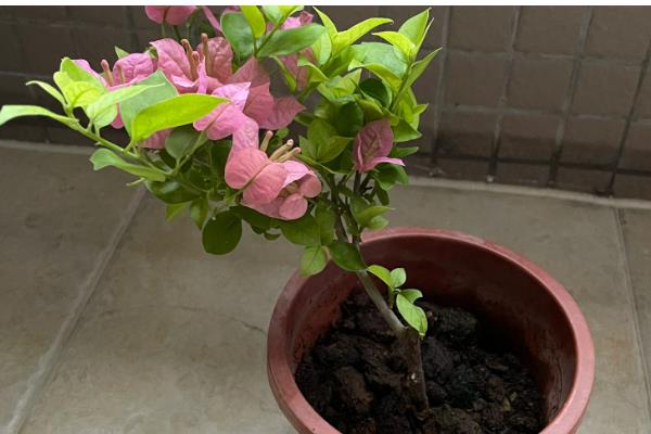 三角梅有什么名贵品种，以下6个品种价值较高