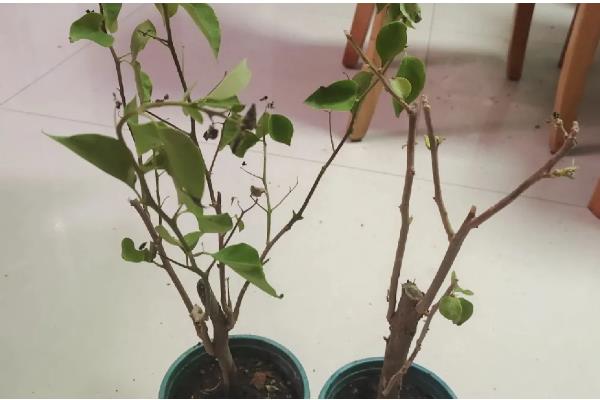 三角梅有什么名贵品种，以下6个品种价值较高