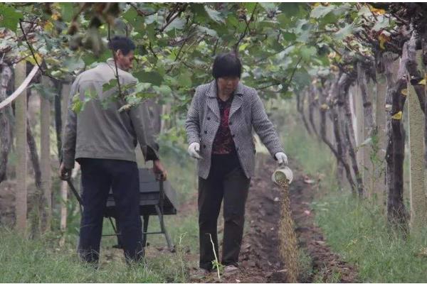 葡萄果园采收后如何管理,采收后应该及时浇水