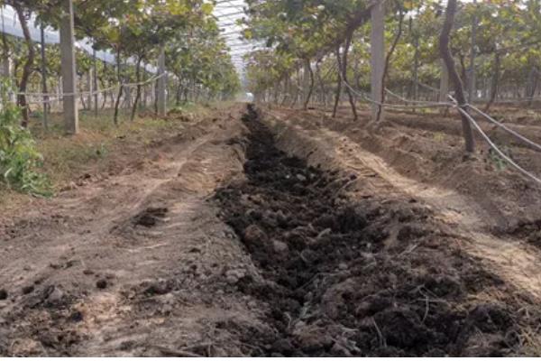 葡萄果园采收后如何管理,采收后应该及时浇水