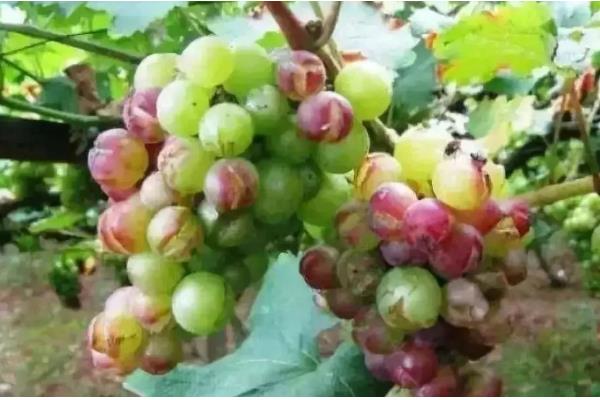 葡萄果园采收后如何管理,采收后应该及时浇水