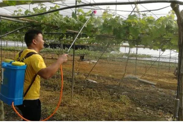 葡萄果园采收后如何管理,采收后应该及时浇水