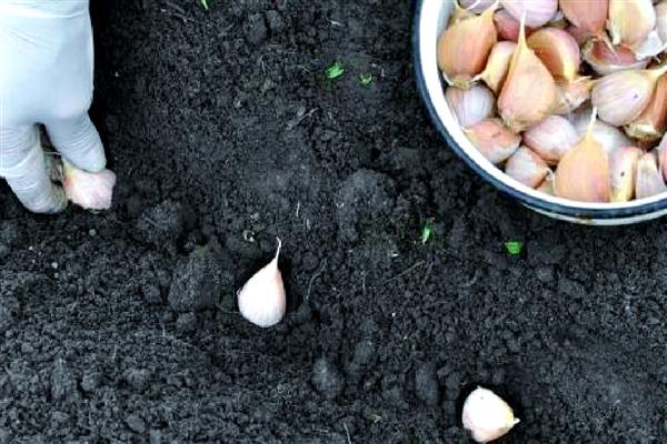 蒜发芽了还可以种吗,蒜发芽了还能种