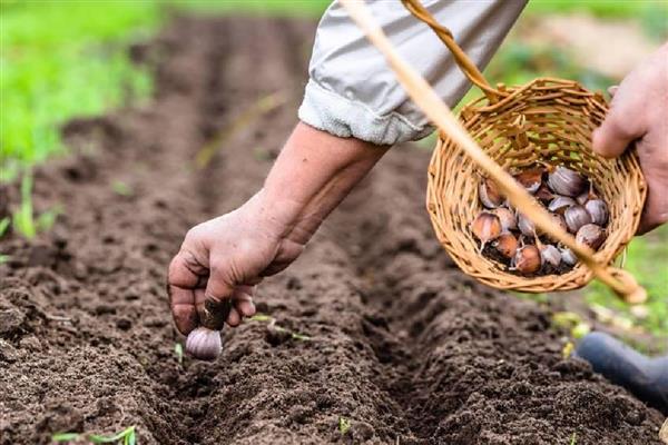 蒜发芽了还可以种吗,蒜发芽了还能种