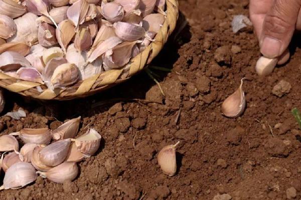 蒜发芽了还可以种吗,蒜发芽了还能种