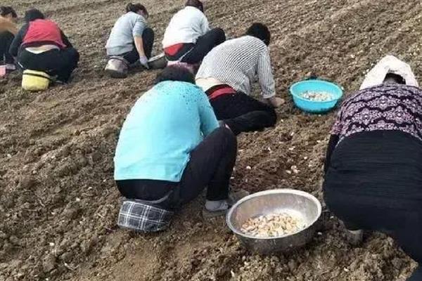 蒜发芽了还可以种吗,蒜发芽了还能种