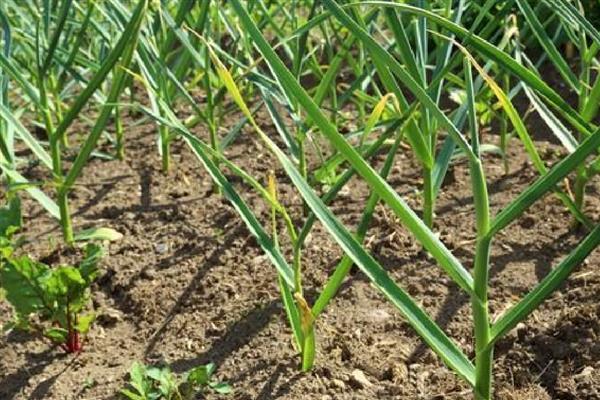 蒜发芽了还可以种吗,蒜发芽了还能种