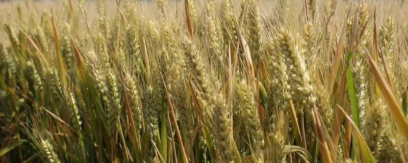 山东哪些小麦具有矮杆高产的特性，常见济麦38、山农32、济麦22等品种