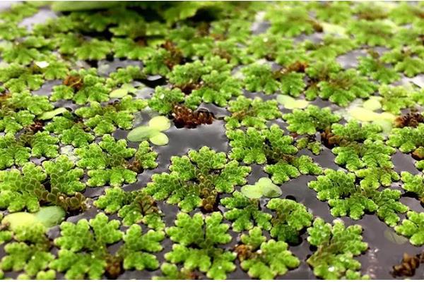 浮萍能放鱼缸里吗,可以放在鱼缸中养殖