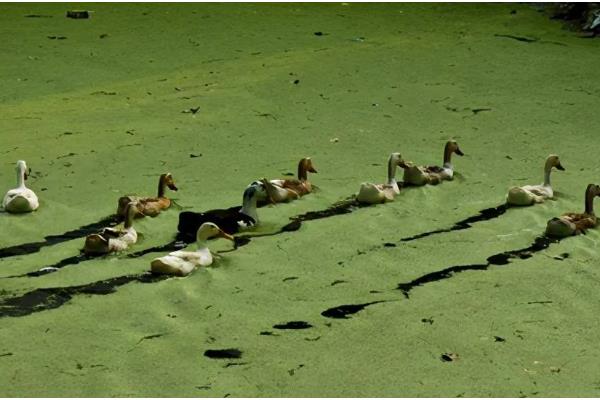 浮萍能放鱼缸里吗,可以放在鱼缸中养殖