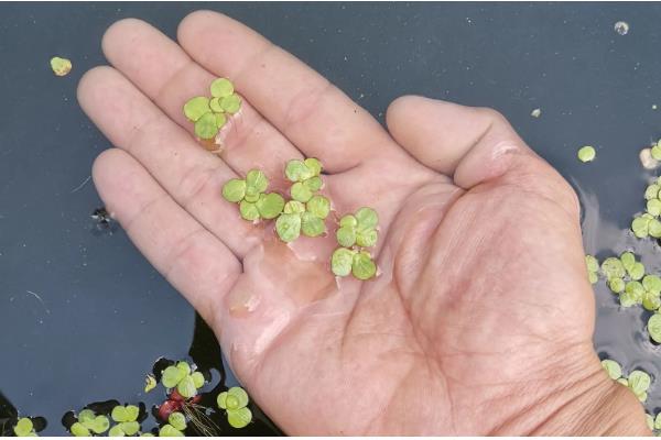 浮萍能放鱼缸里吗,可以放在鱼缸中养殖