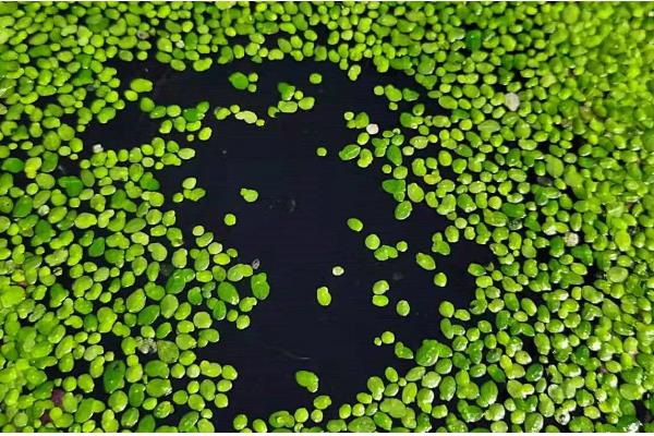 浮萍能放鱼缸里吗,可以放在鱼缸中养殖