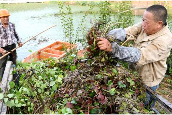 浮萍能放鱼缸里吗,可以放在鱼缸中养殖