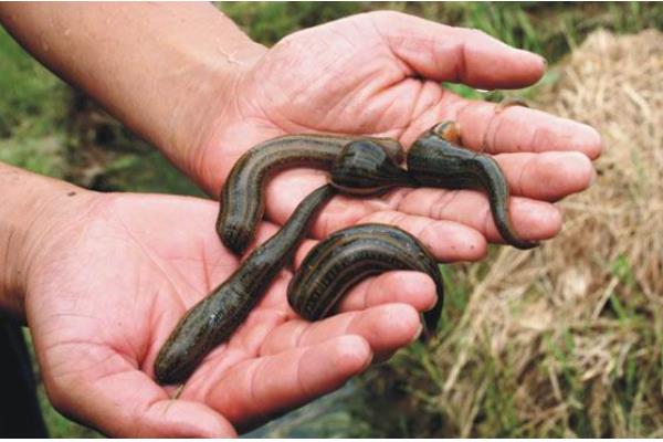 野生水蛭几月份抓，可于夏秋两季捕捉