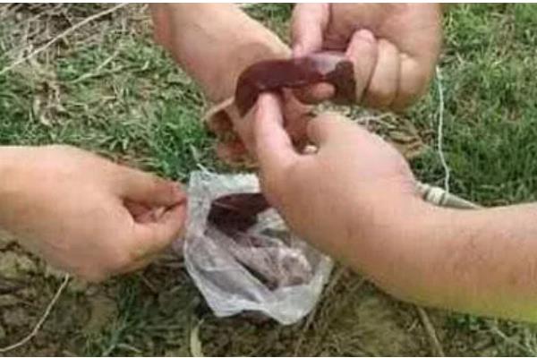 野生水蛭几月份抓，可于夏秋两季捕捉