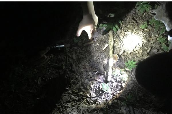 野生水蛭几月份抓，可于夏秋两季捕捉