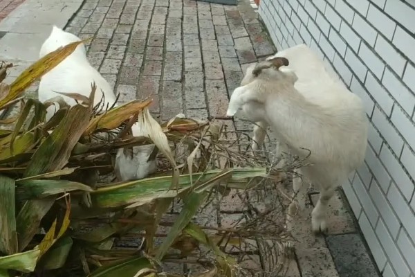 羊适合吃玉米秸秆还是芦苇，玉米秸秆含有的营养更多