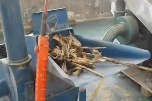 羊适合吃玉米秸秆还是芦苇，玉米秸秆含有的营养更多