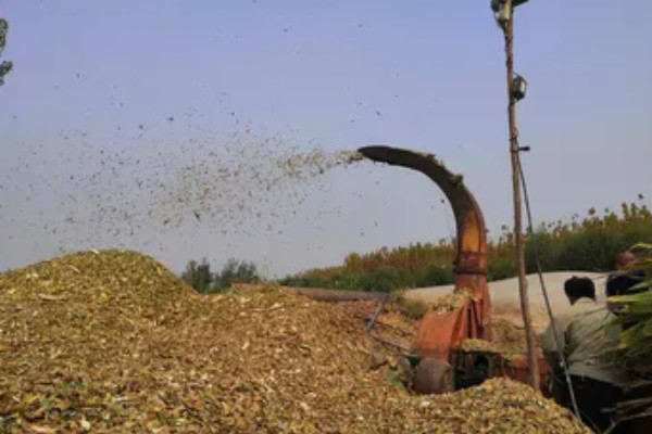 羊适合吃玉米秸秆还是芦苇，玉米秸秆含有的营养更多