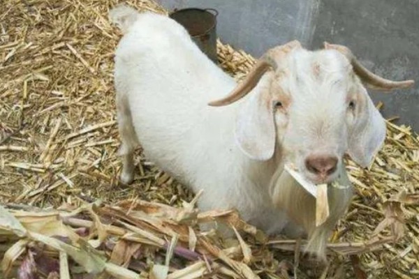 羊适合吃玉米秸秆还是芦苇，玉米秸秆含有的营养更多