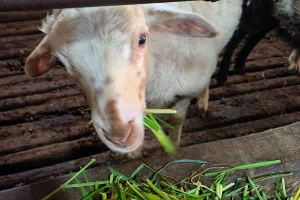 羊适合吃玉米秸秆还是芦苇，玉米秸秆含有的营养更多