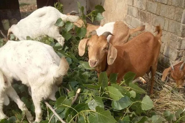 羊适合吃玉米秸秆还是芦苇，玉米秸秆含有的营养更多