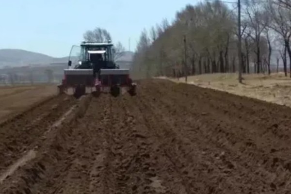 轮叶党参的栽培技术,春、秋两季均可播种