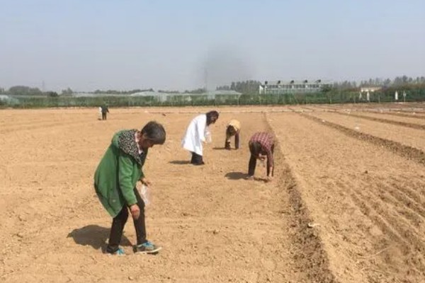 轮叶党参的栽培技术,春、秋两季均可播种