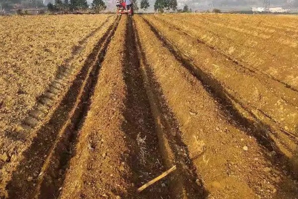 轮叶党参的栽培技术,春、秋两季均可播种