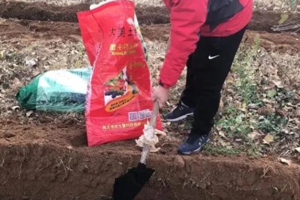 轮叶党参的栽培技术,春、秋两季均可播种