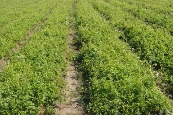 轮叶党参的栽培技术,春、秋两季均可播种